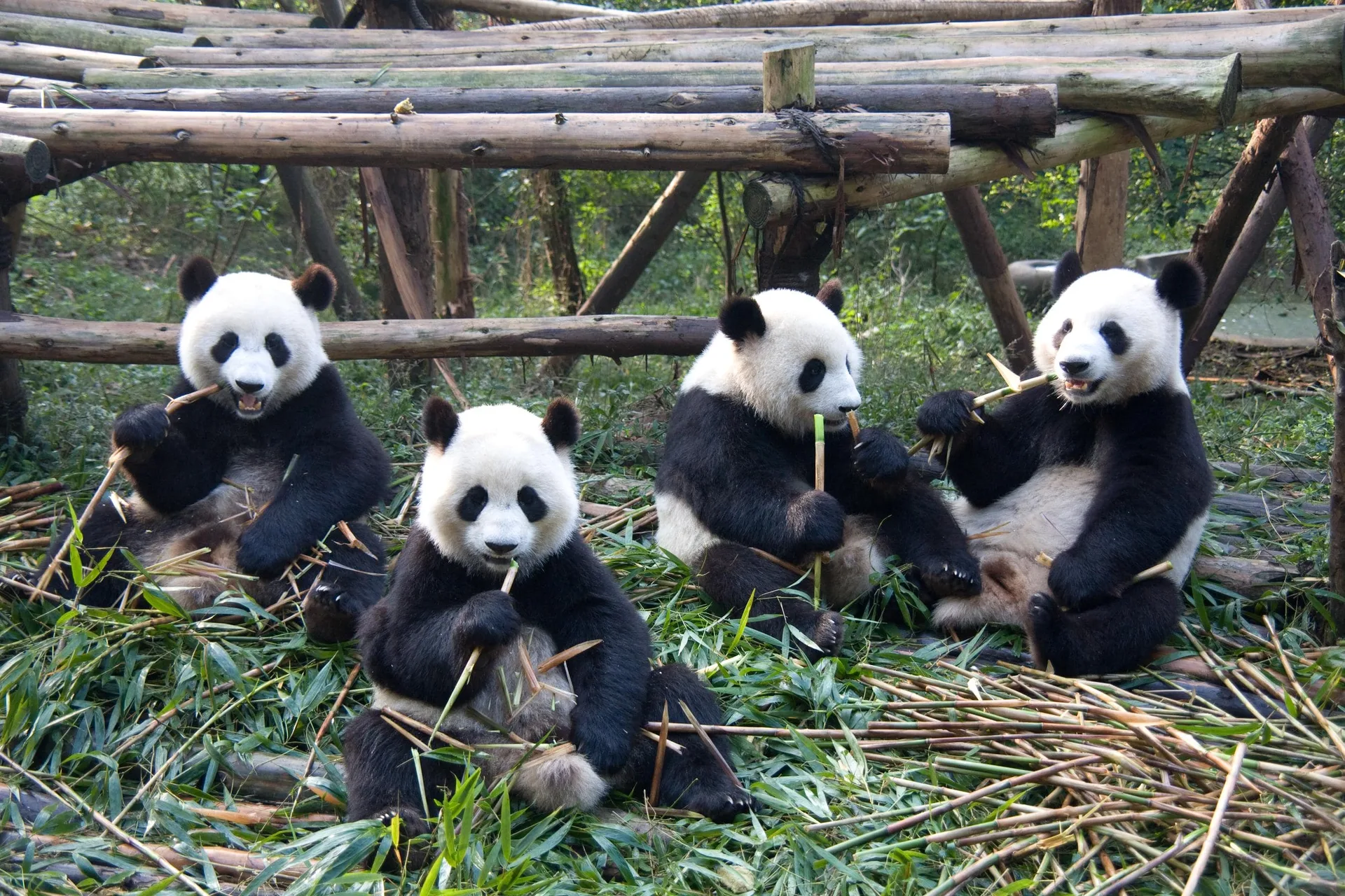 Giant pandas in Chengdu